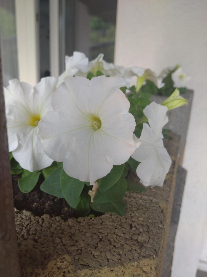 Pokoj W Karpaczu Appartement Buitenkant foto